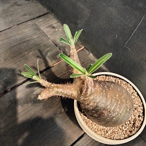値下げ中　グラキリス　パキポディウム　塊根植物　コレクション株 パキポディウム・グラキリス/盆栽、多肉植物、塊根植物、観葉