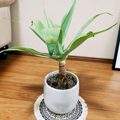 在庫］アガベ アテナータ 観葉植物 丈夫 おしゃれ 屋外 多肉植物 陶器 ...