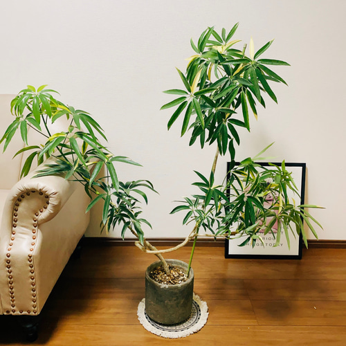 現品］【訳あり】細葉の斑入りで可愛い♡ シェフレラ アンガスティ