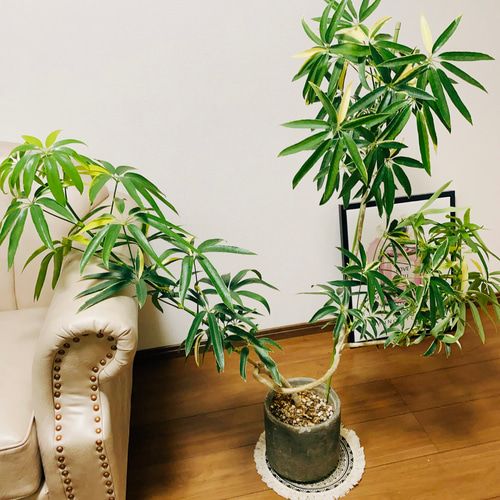 現品］【訳あり】細葉の斑入りで可愛い♡ シェフレラ アンガスティ