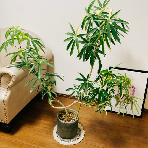 現品］【訳あり】細葉の斑入りで可愛い♡ シェフレラ アンガスティ