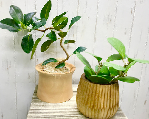 超美品 巻き上げ 大寸】七五三帯 超美品 巻き上げ 大寸】七五三帯