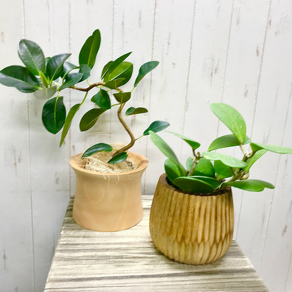 マンゴーウッド 大皿 パーティー サラダ皿 鉢植 観葉植物 Amazon