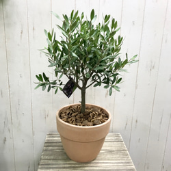 厳選株！ 樹形良好 オリーブの木 シプレッシーノ souju 4号鉢 その他