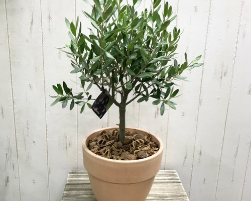 セール中❣️オリーブの木【SOUJU】シプレッシーノ9寸幹極太 品質抜群 実付き セール中❣️オリーブの木【SOUJU】シプレッシーノ9寸幹極太 品質抜群