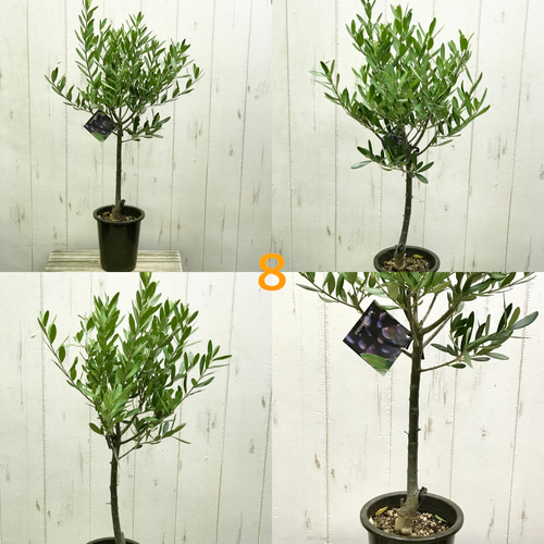 yusayusa！ オリーブの木　シプレッシーノ 厳選株 盆栽樹形 オリーブの木 souju シプレッシーノ その他