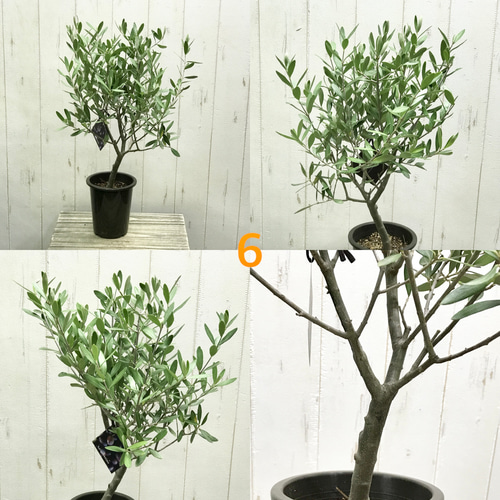 yusayusa！ オリーブの木　シプレッシーノ 楽天市場】特選庭木・植木：オリーブ（シプレッシーノ）*樹高
