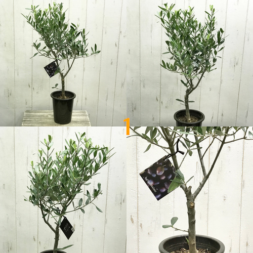 厳選株！ 樹形良好 オリーブの木 シプレッシーノ souju 4号鉢 その他