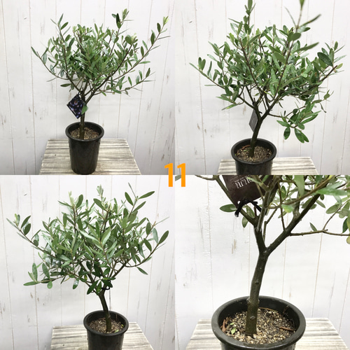 厳選株！ 樹形良好 オリーブの木 シプレッシーノ souju 4号鉢