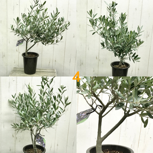 厳選株！ 樹形良好 オリーブの木 シプレッシーノ souju 4号鉢 その他