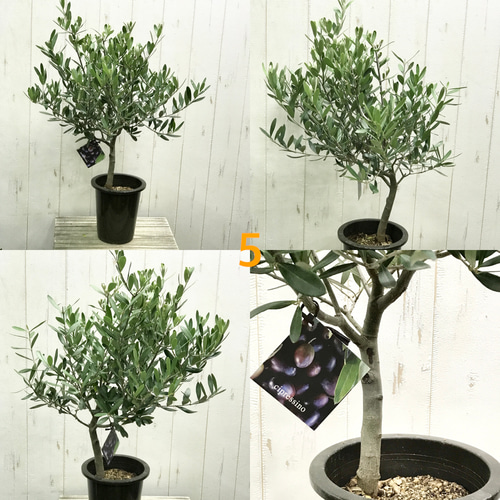 オリーブ太木挿 幹直径約8㎝ 古木 盆栽極太 塊根 太枝 鉢植え