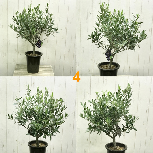 ☆OLIVE☆　オリーブ　シプレッシーノ　幹太仕立て　5号　信楽焼き鉢植え込み ☆OLIVE☆ オリーブ シプレッシーノ 幹太仕立て 5号 信楽焼き