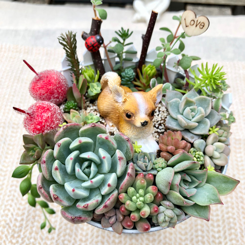 抜き苗♥️可愛い✨チワワ✨ 抜き苗♥️可愛い✨チワワ✨ 【公式通販】