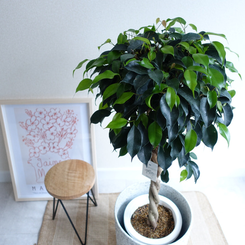観葉植物 ファカスベンジャミン 大型 ファカス ガジュマル シェフレラ