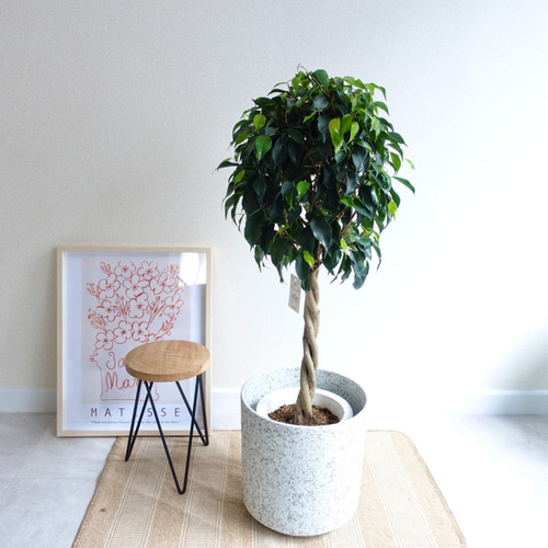 観葉植物 ファカスベンジャミン 大型 ファカス ガジュマル シェフレラ