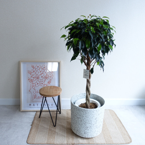 希少 ブラックベンジャミン ねじり仕立て フィカス 観葉植物 室内