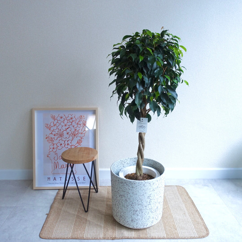 希少 ブラックベンジャミン ねじり仕立て フィカス 観葉植物 室内