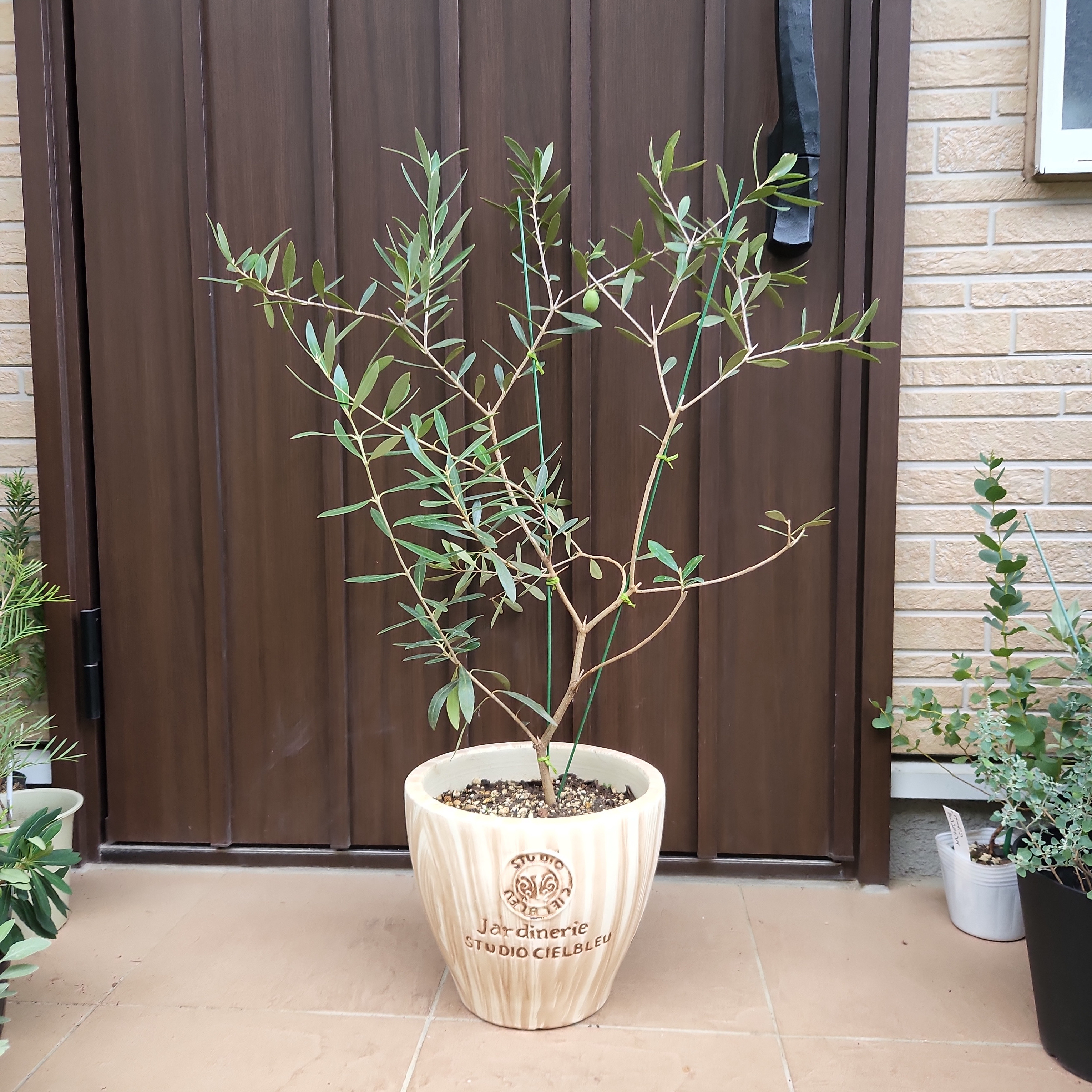 可愛い♡オリーブの木　ネバディロブランコ　大型鉢植え　苗　シンボルツリー