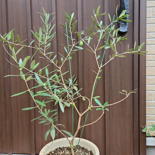 大きめ♡オリーブの木 ネバディロブランコ お洒落鉢植え