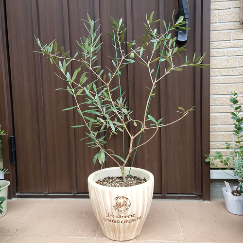 実付き♡オリーブ　ネバディロブランコ　テラコッタ植鉢植え　苗 オリーブ ネバディロブランコ ホワイトテラコッタ鉢植え 苗 シンボル