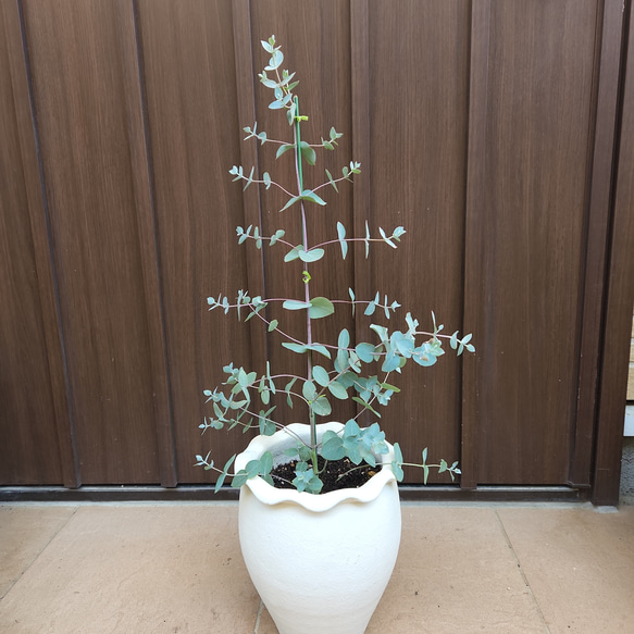 可愛い♡ユーカリ シルバードロップ ホワイトテラコッタ鉢植え