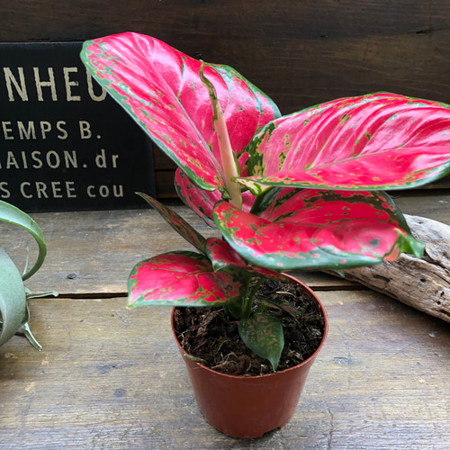 ビューティー♡アグラオネマ♡幸せになるタイの宝石♡観葉植物