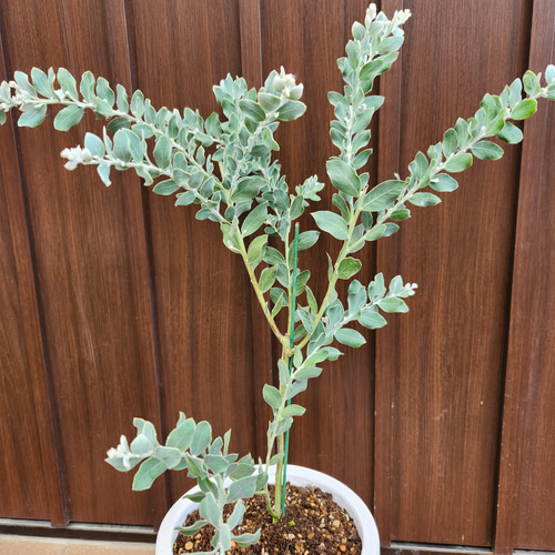 可愛い❤️パールアカシア テラコッタ鉢植え ミモザ カラー