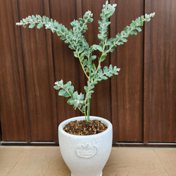 パールアカシア　スクエア型テラコッタ鉢植え　苗　苗木　ミモザ　オージープランツ パールアカシア スクエア型テラコッタ鉢植え 苗 苗木 ミモザ