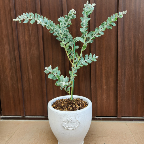 パールアカシア 鉢植え28 ミモザ 苗 オージープランツ パールアカシア 鉢植え28 ミモザ 苗 オージープランツ