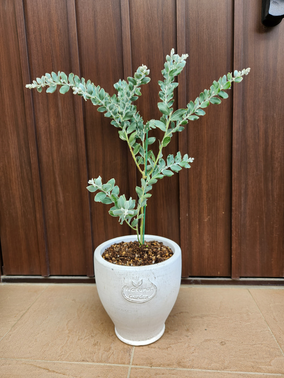 母の日】可愛い♪パールアカシア ホワイトテラコッタ鉢植え