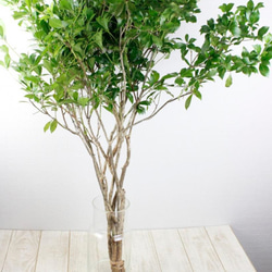 天然アセビ切り枝☆80～90センチ3本❣️インテリアグリーン アート