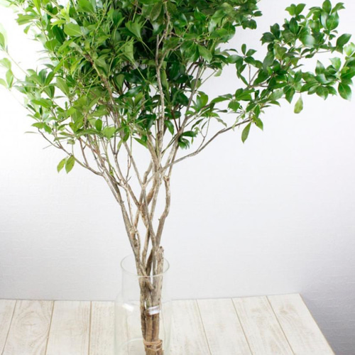 さま。。天然アセビ株。