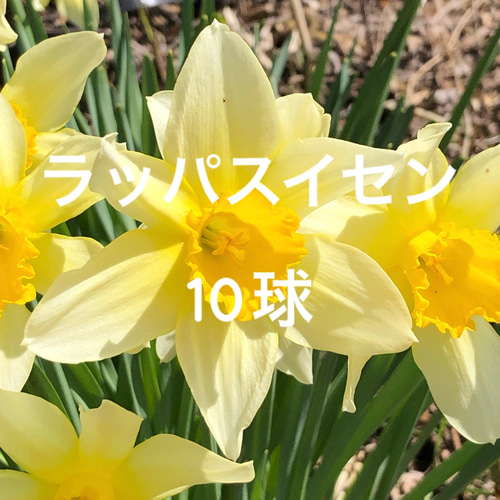 ラッパスイセン 黄色 苗 10球根 水仙 多年草 多肉植物 ちいさなうさぎ