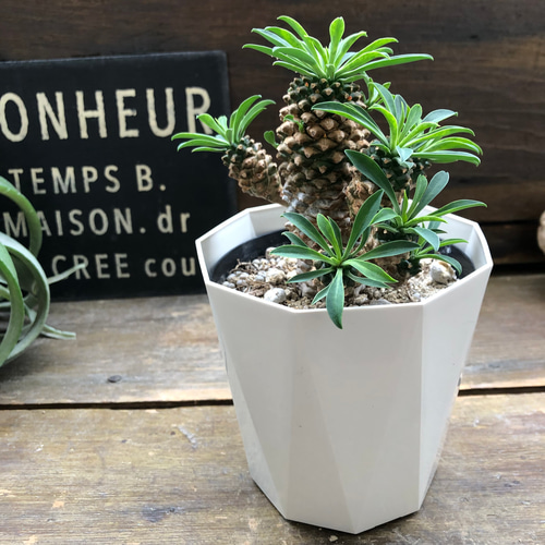 ソテツキリン♡大人気♡ユーフォルビア♡パイナップルコーン♡多肉植物