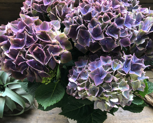 紫陽花さま専用 楽天市場】紫陽花 マルチカラーストーン K10 カラーゴールド ハーフ