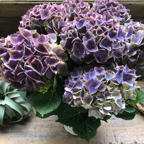 クリムゾンパープル♡マジカル♡色変わりする紫陽花♡グリーン