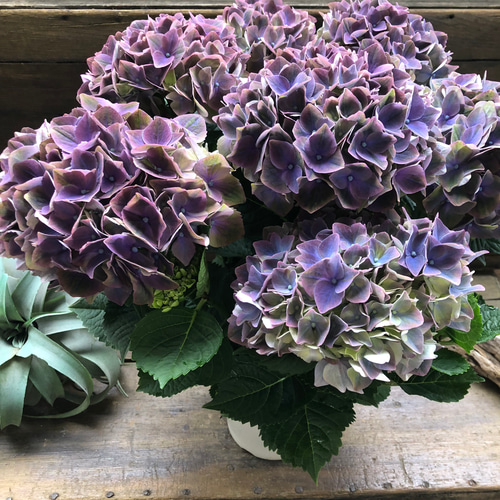 クリムゾンパープル♡マジカル♡色変わりする紫陽花♡グリーン