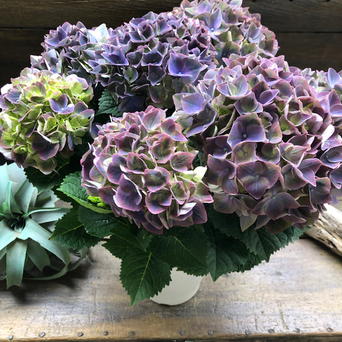 クリムゾンパープル♡マジカル♡色変わりする紫陽花♡グリーン
