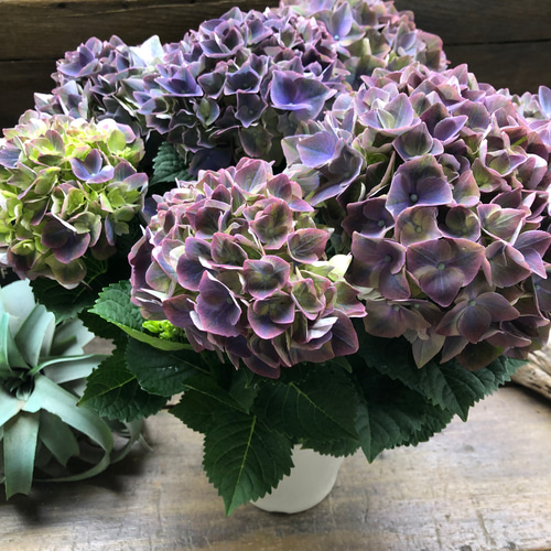 クリムゾンパープル♡マジカル♡色変わりする紫陽花♡グリーン