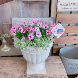 現品♡【ペチュニアたっぷり寄せ植え】ホワイト陶器鉢！ナチュラル