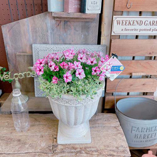 母の日にも♪ 寄せ植え　花■ペチュニアのミニ寄せ植え 母の日にも♪ 寄せ植え 花□ペチュニアのミニ寄せ植え 【公式通販】