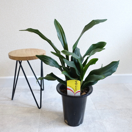 現品発送】万年青 オモト 観葉植物 室内 引っ越し祝い 縁起のいい観葉