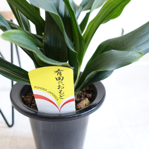 現品発送】万年青 オモト 観葉植物 室内 引っ越し祝い 縁起の 現品発送】万年青 オモト 観葉植物 室内 引っ越し祝い 縁起の