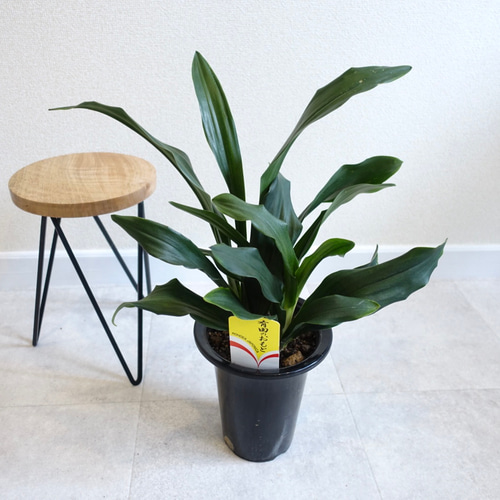 現品発送】万年青 オモト 観葉植物 室内 引っ越し祝い 縁起のいい観葉  