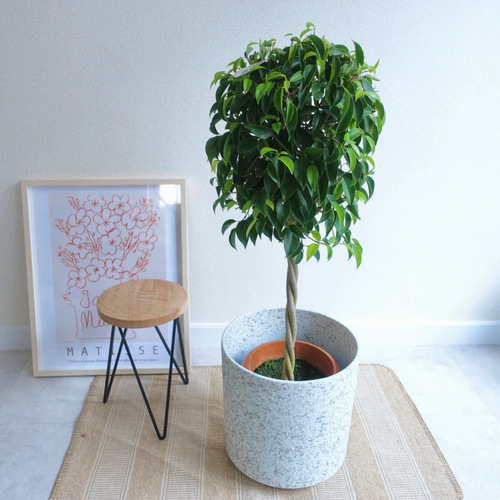 ベンジャミン ねじり仕立て フィカス 観葉植物 室内 おしゃれ