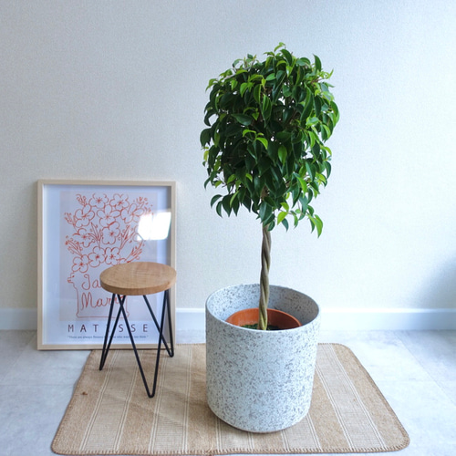 ベンジャミン ねじり仕立て フィカス 観葉植物 室内 おしゃれ