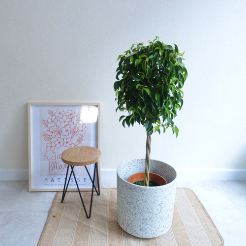 ①　フィカス　ベンジャミン　ネジリ仕立て8号　最高等級 ベンジャミン ねじり仕立て フィカス 観葉植物 室内 おしゃれ