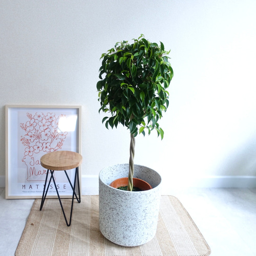 ベンジャミン ねじり仕立て フィカス 観葉植物 室内 おしゃれ