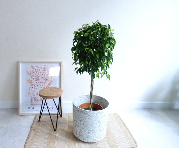 ベンジャミン ねじり仕立て フィカス 観葉植物 室内 おしゃれ