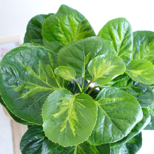 希少♡ ポリシャス スマイル フリスビー 観葉植物 室内 〈フィカス